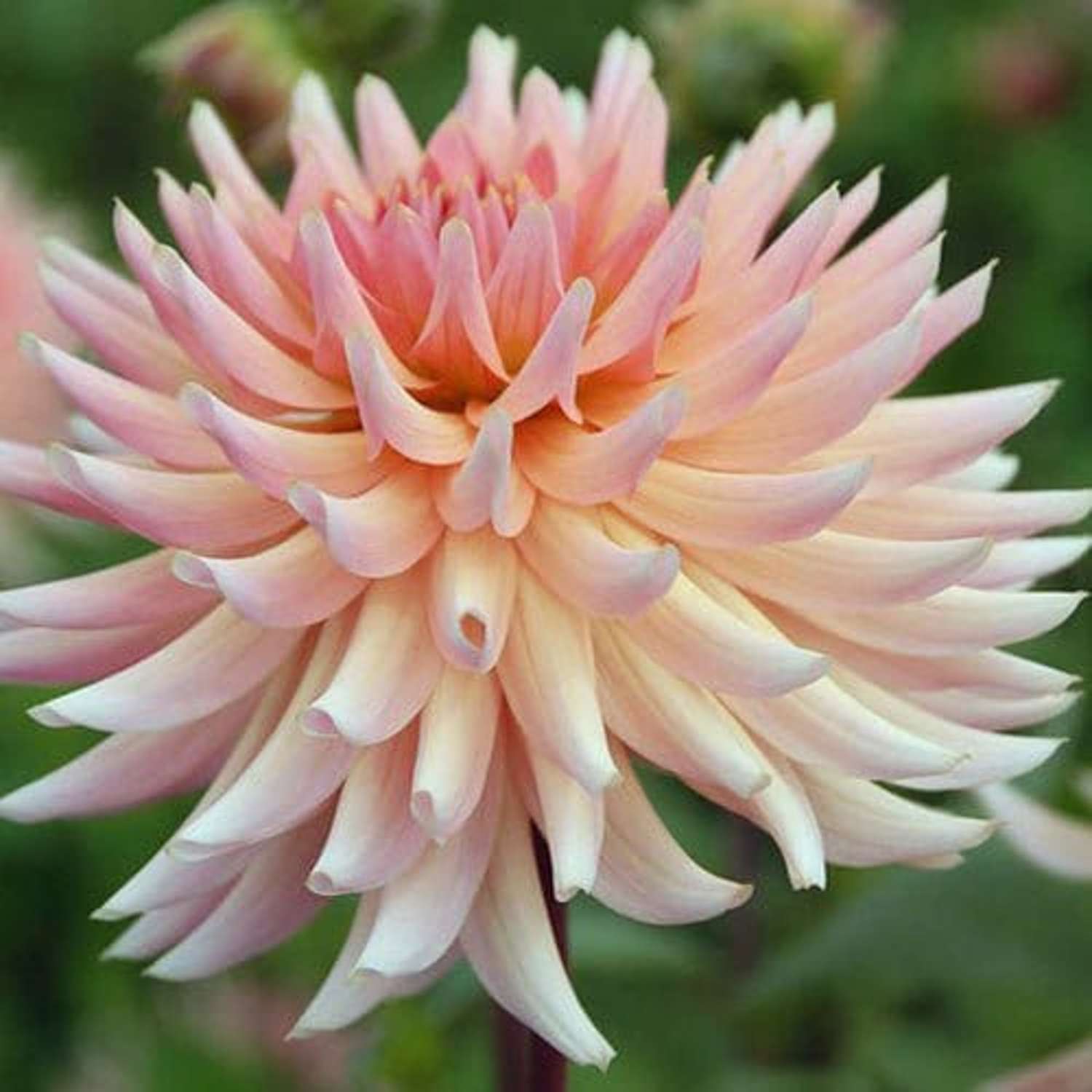 Daalia 'Henriëtte'